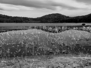 Ledene_trave_Andrej Udovič